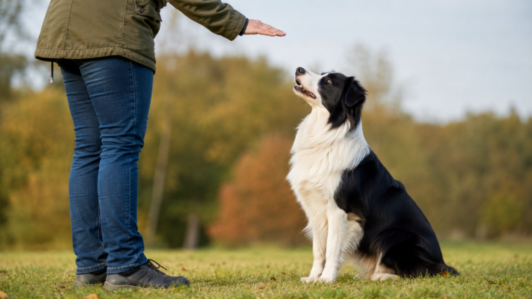 Perro obedeciendo una orden — diferencias entre adiestrador, educador y etólogo
